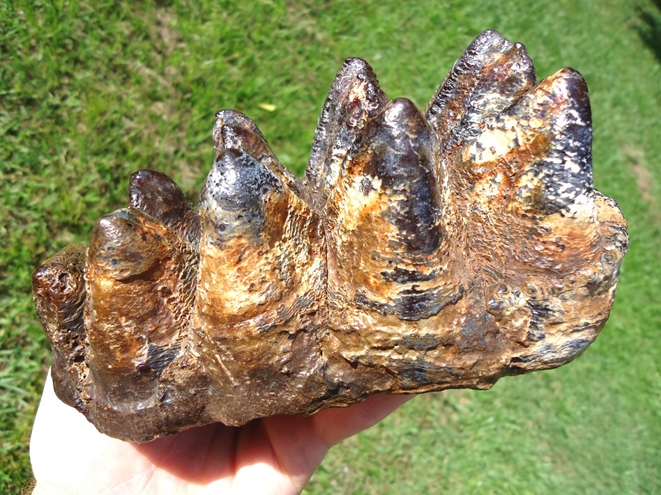 World Class Insanely Colorful Mastodon Tooth